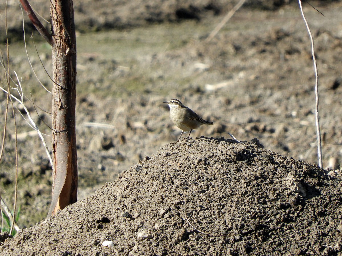 Buff-winged Cinclodes - ML609253679