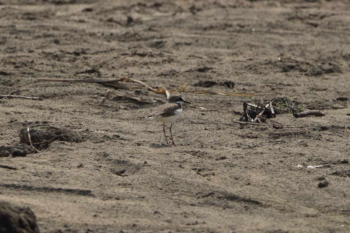 Collared Plover - ML609253858