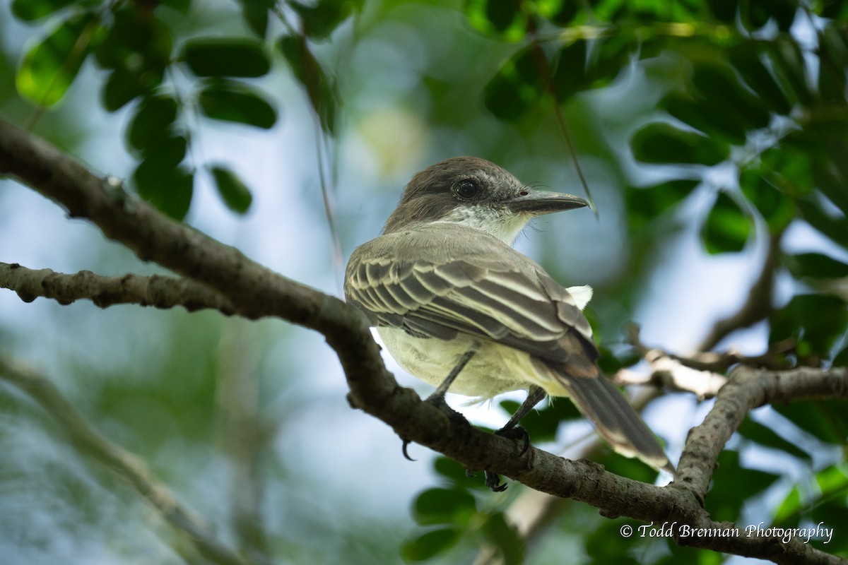 Loggerhead Kingbird - ML609253862