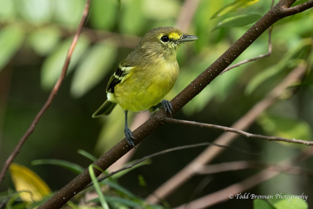 Thick-billed Vireo - ML609253866