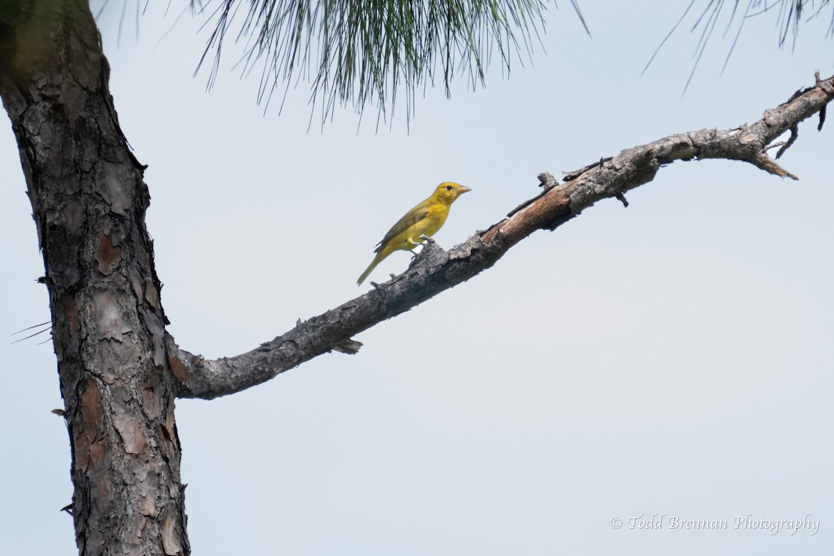 Summer Tanager - ML609253871