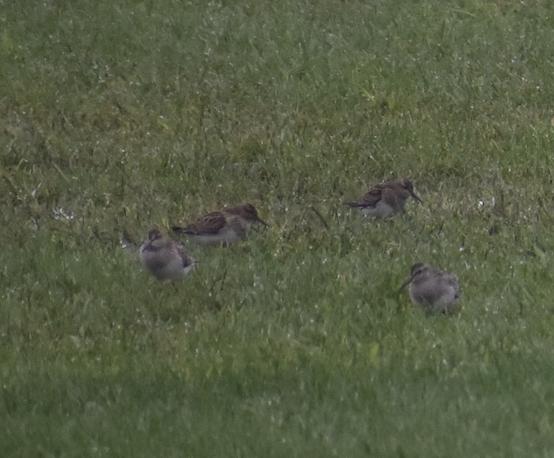 Pectoral Sandpiper - ML609253888