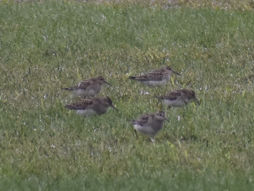 Pectoral Sandpiper - ML609253889