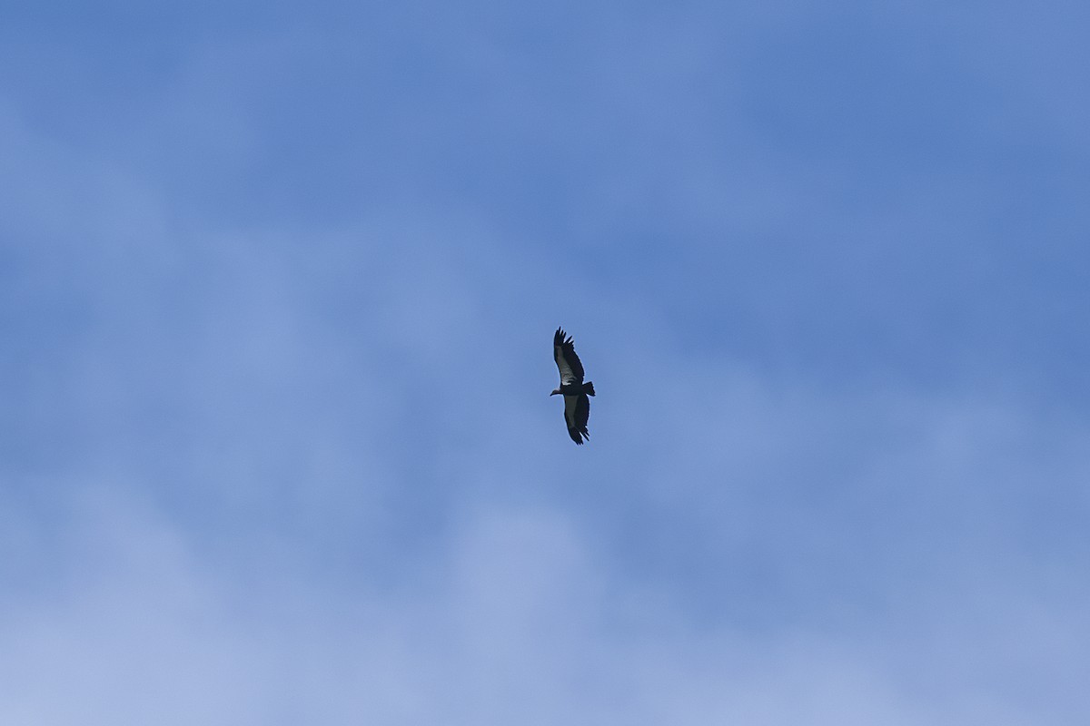 White-rumped Vulture - Shobha Chandrasekharan