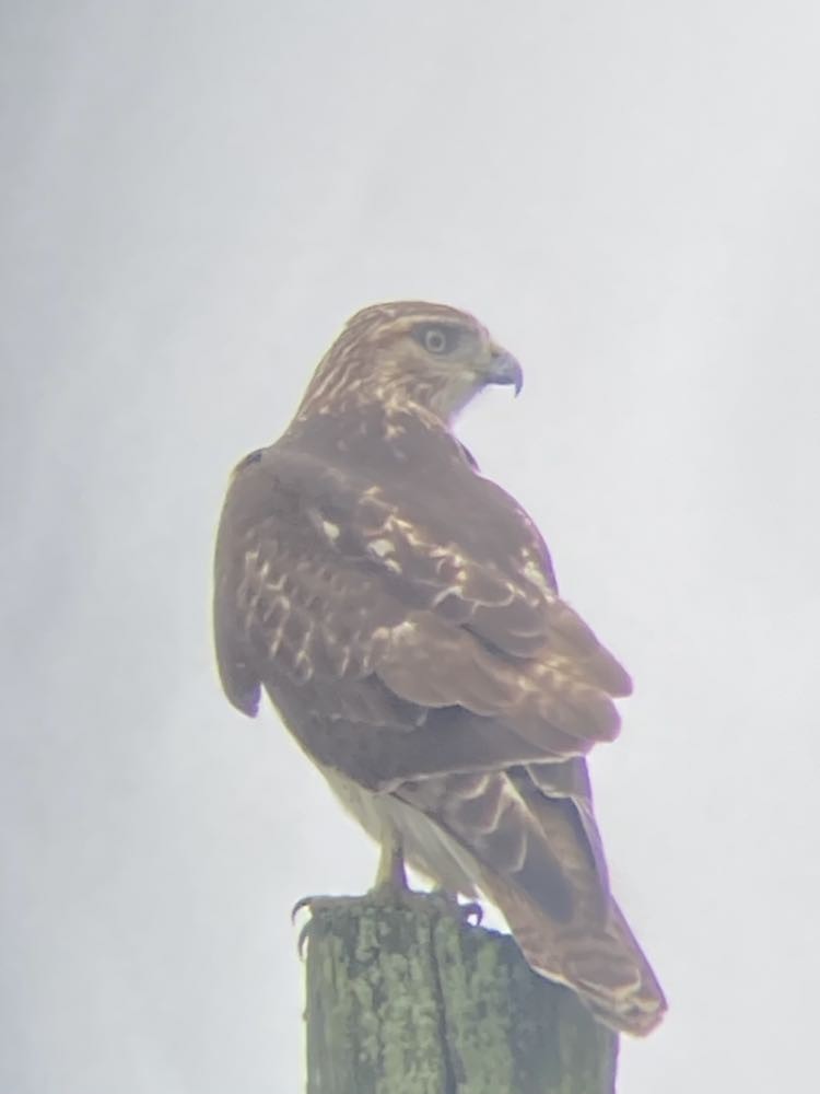 Red-tailed Hawk - Desmond O'Donovan