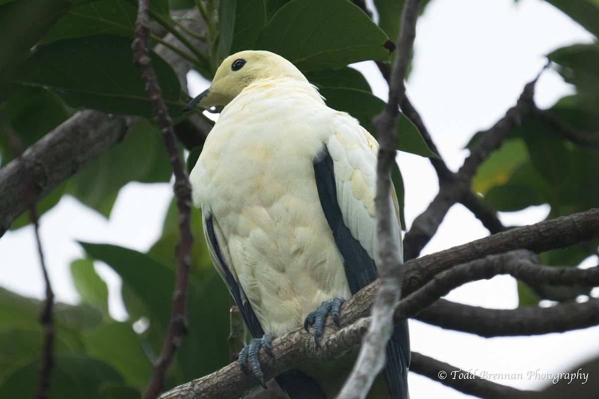 Pied Imperial-Pigeon - ML609254001