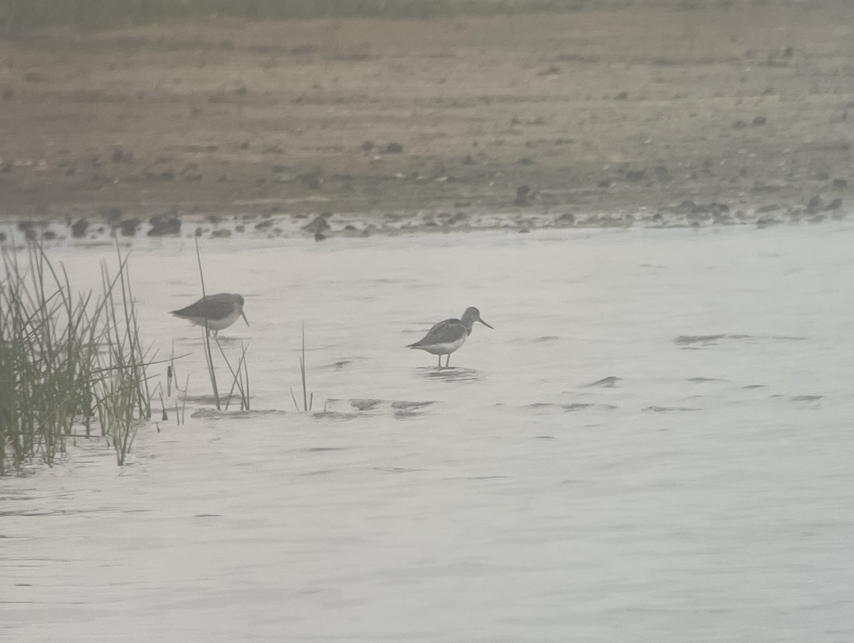 Common Greenshank - ML609254030