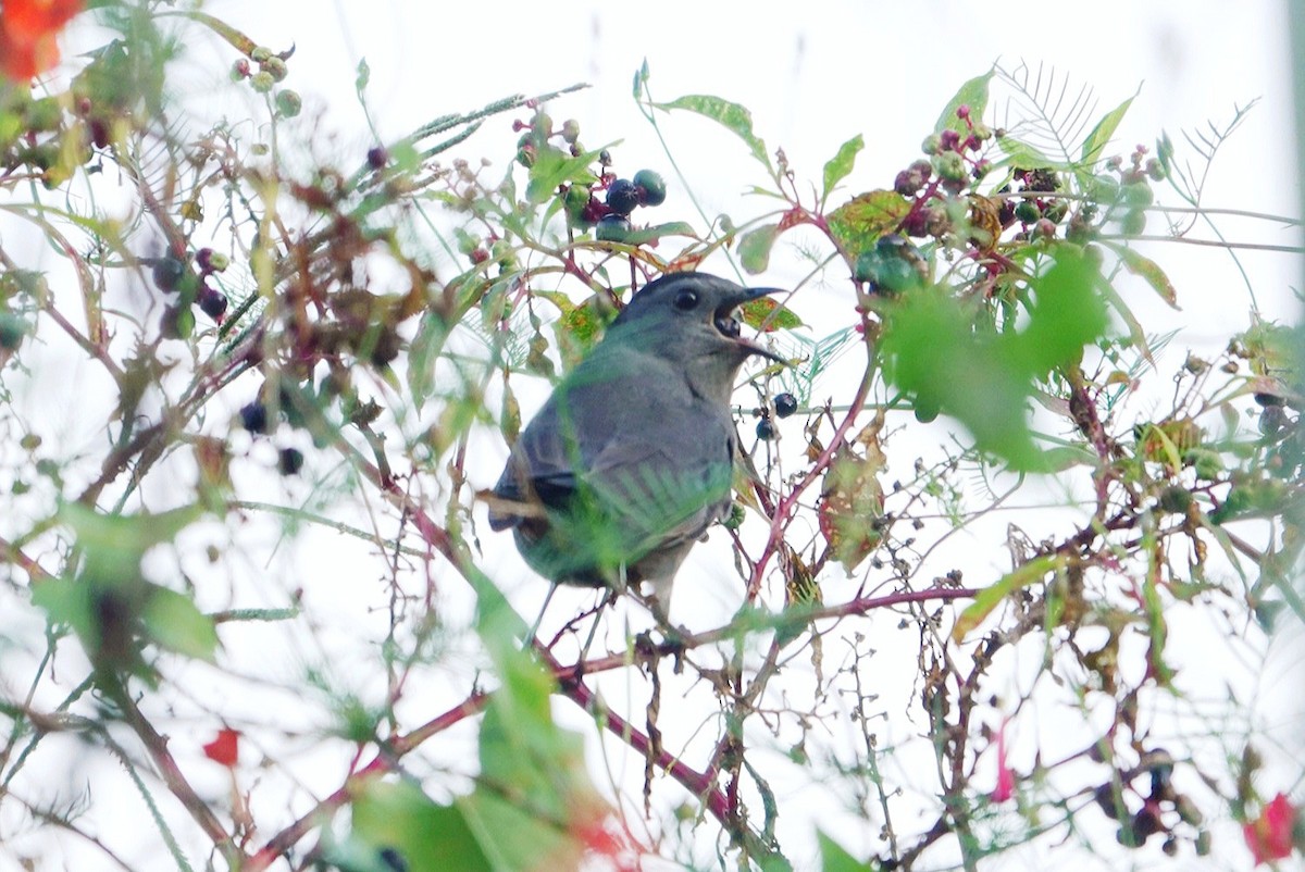 Gray Catbird - ML609254091