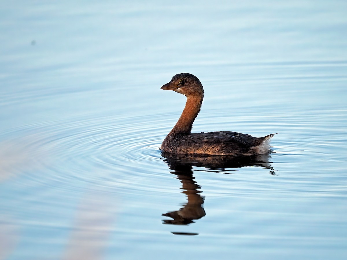 Pied-billed Grebe - ML609254092