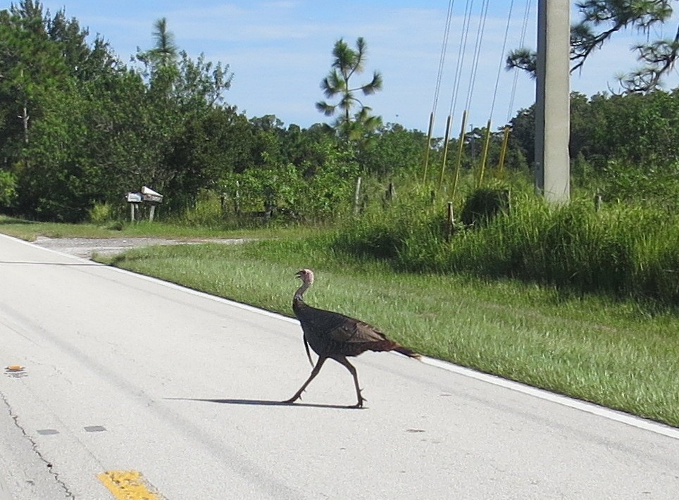 Wild Turkey - ML609254117