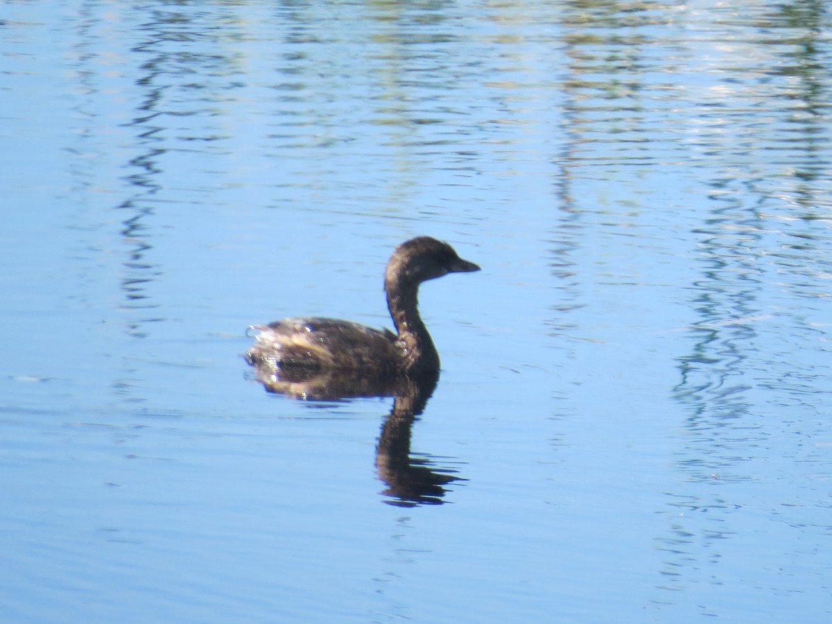 Pied-billed Grebe - ML609254123