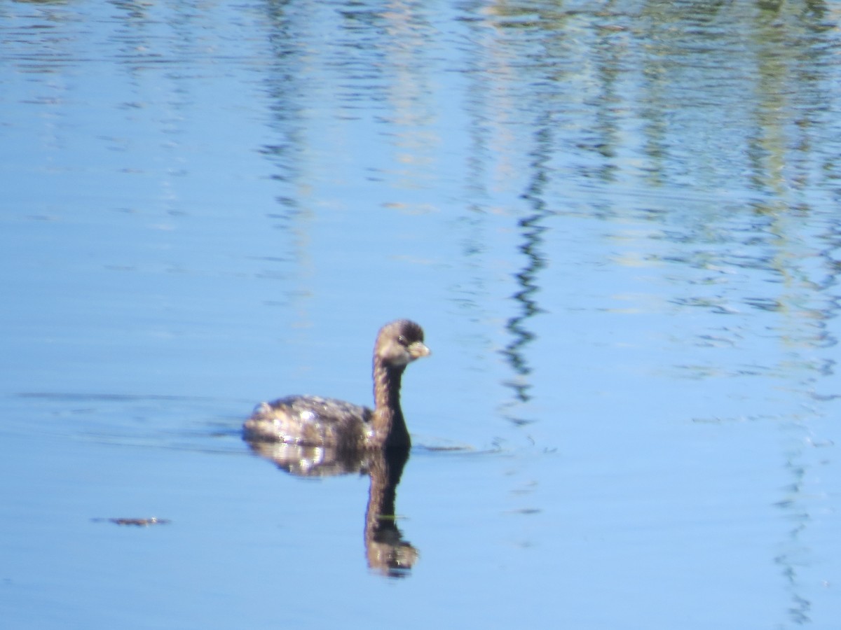 Pied-billed Grebe - ML609254128