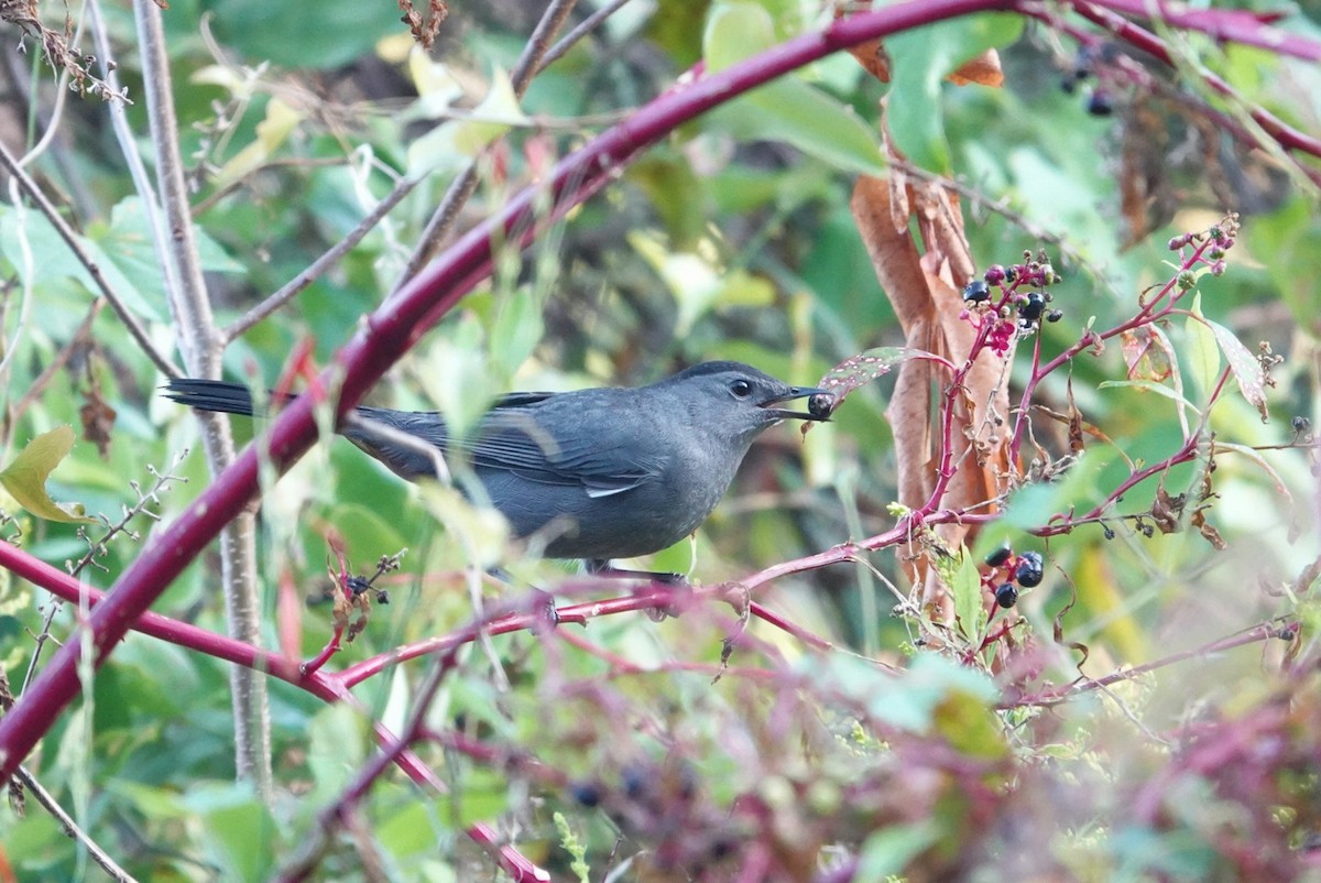 Gray Catbird - ML609254132