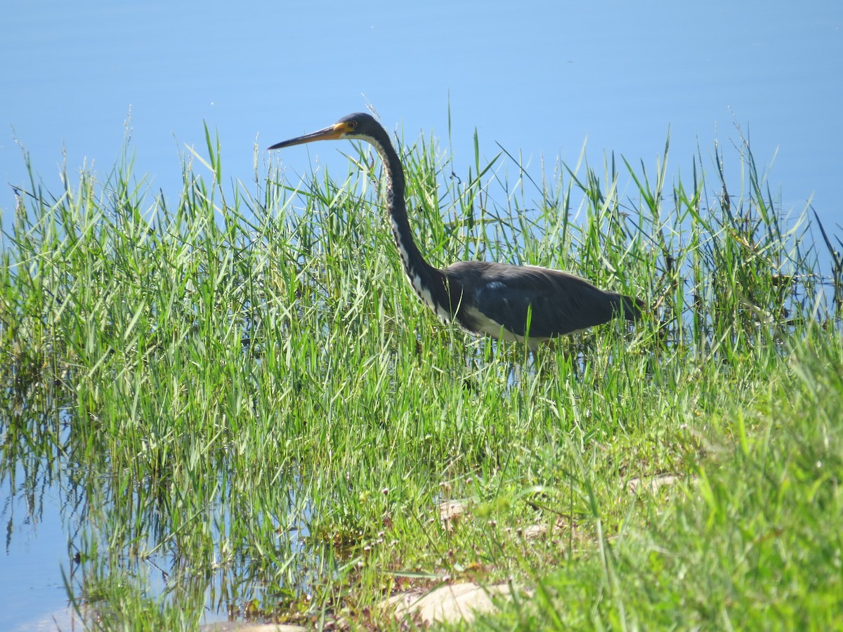 Tricolored Heron - ML609254133