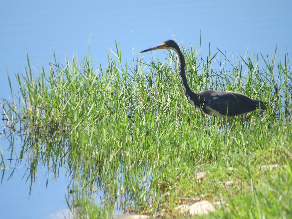 Tricolored Heron - ML609254150