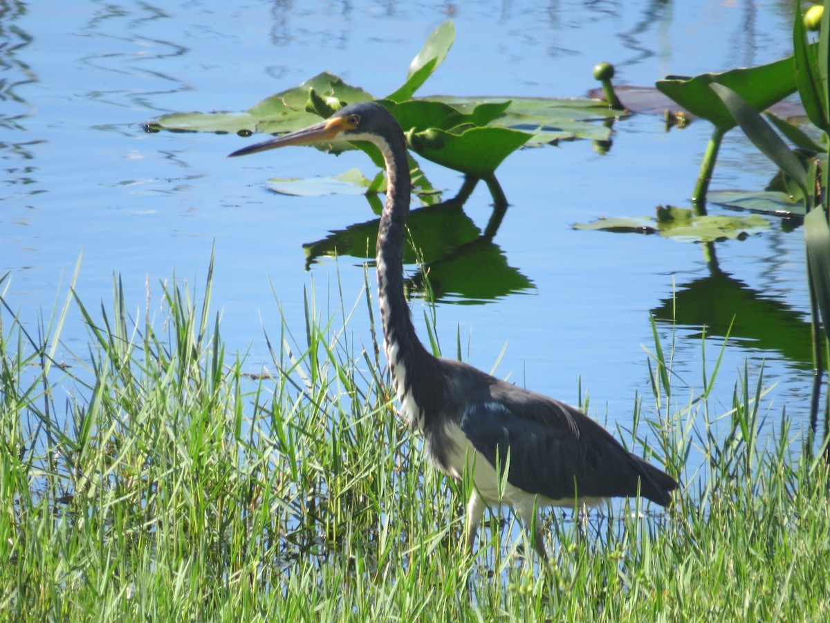 Tricolored Heron - ML609254159