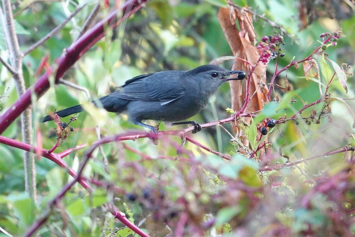 Gray Catbird - ML609254172