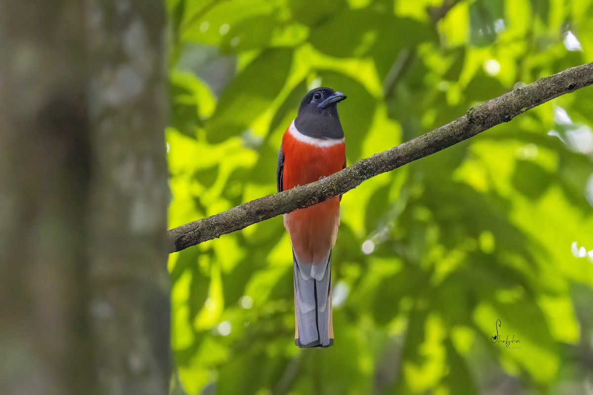 Malabar Trogon - ML609254175