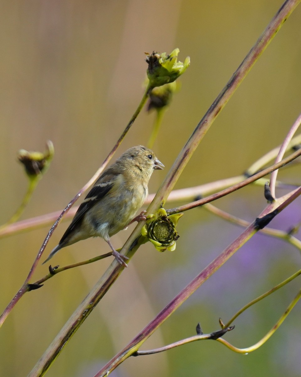 American Goldfinch - Dennis Mersky