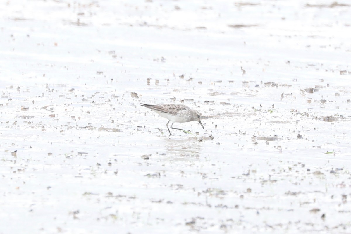 White-rumped Sandpiper - ML609254311