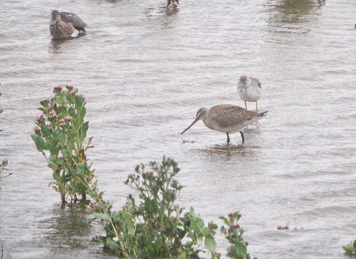 Hudsonian Godwit - ML609254342