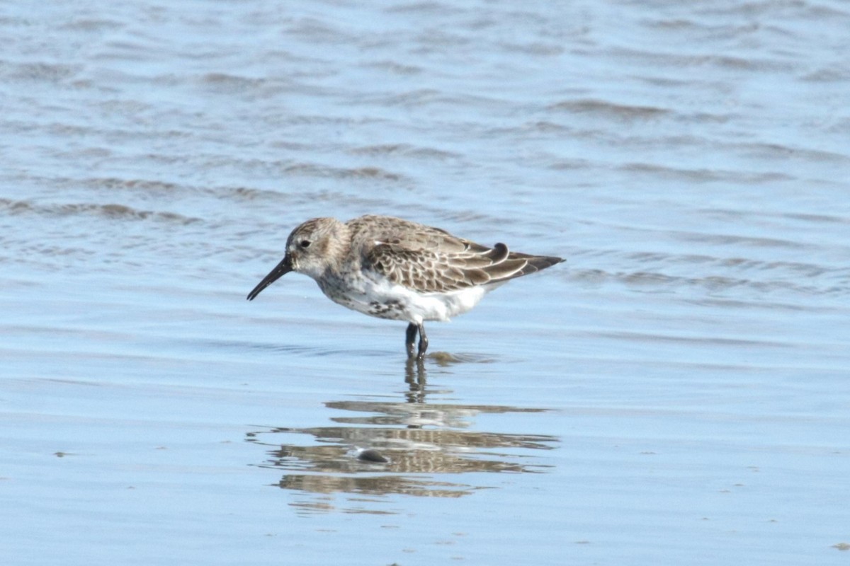 Dunlin - Jan Roedolf