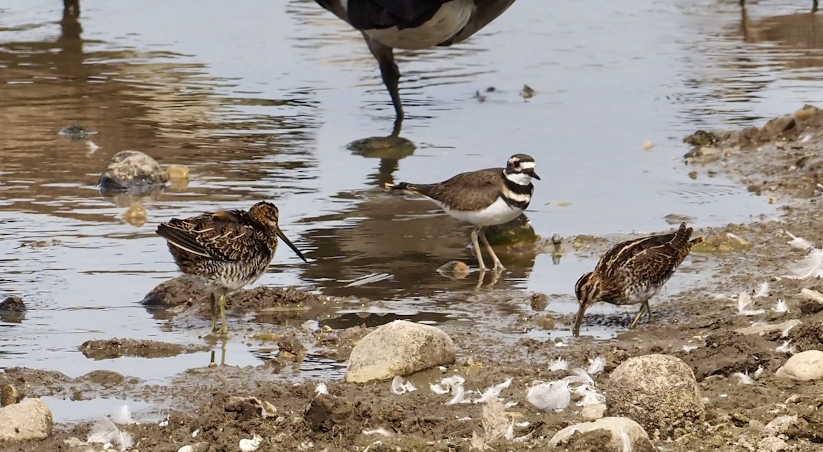 Killdeer - ML609254506