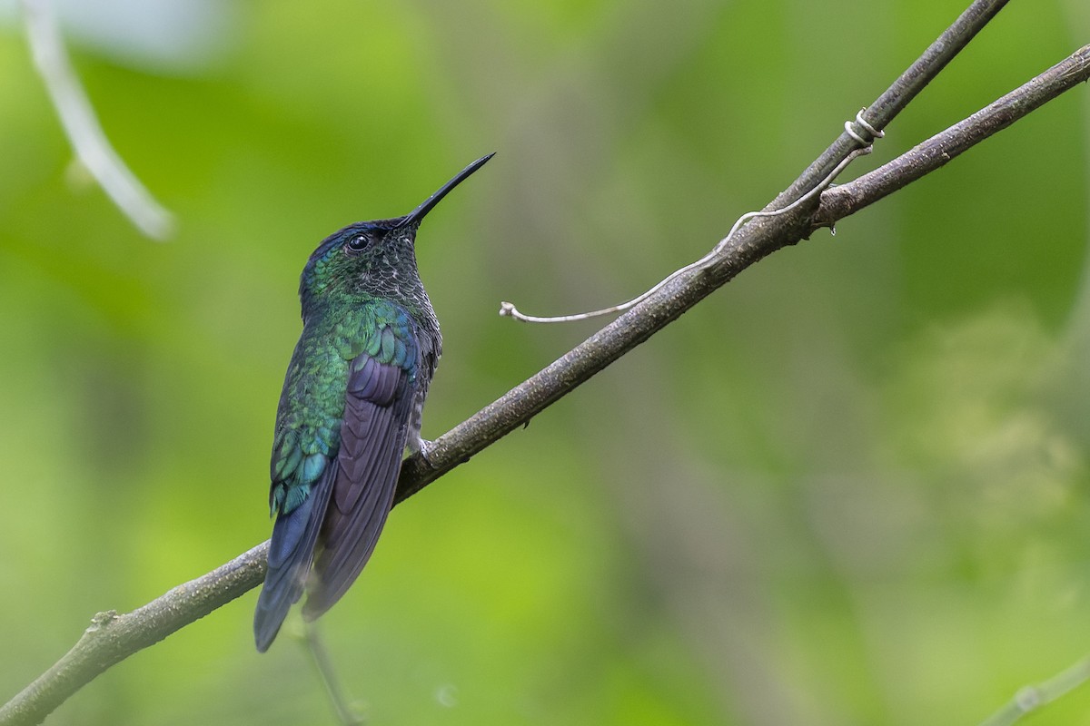 kolibřík fialovotemenný - ML609254528