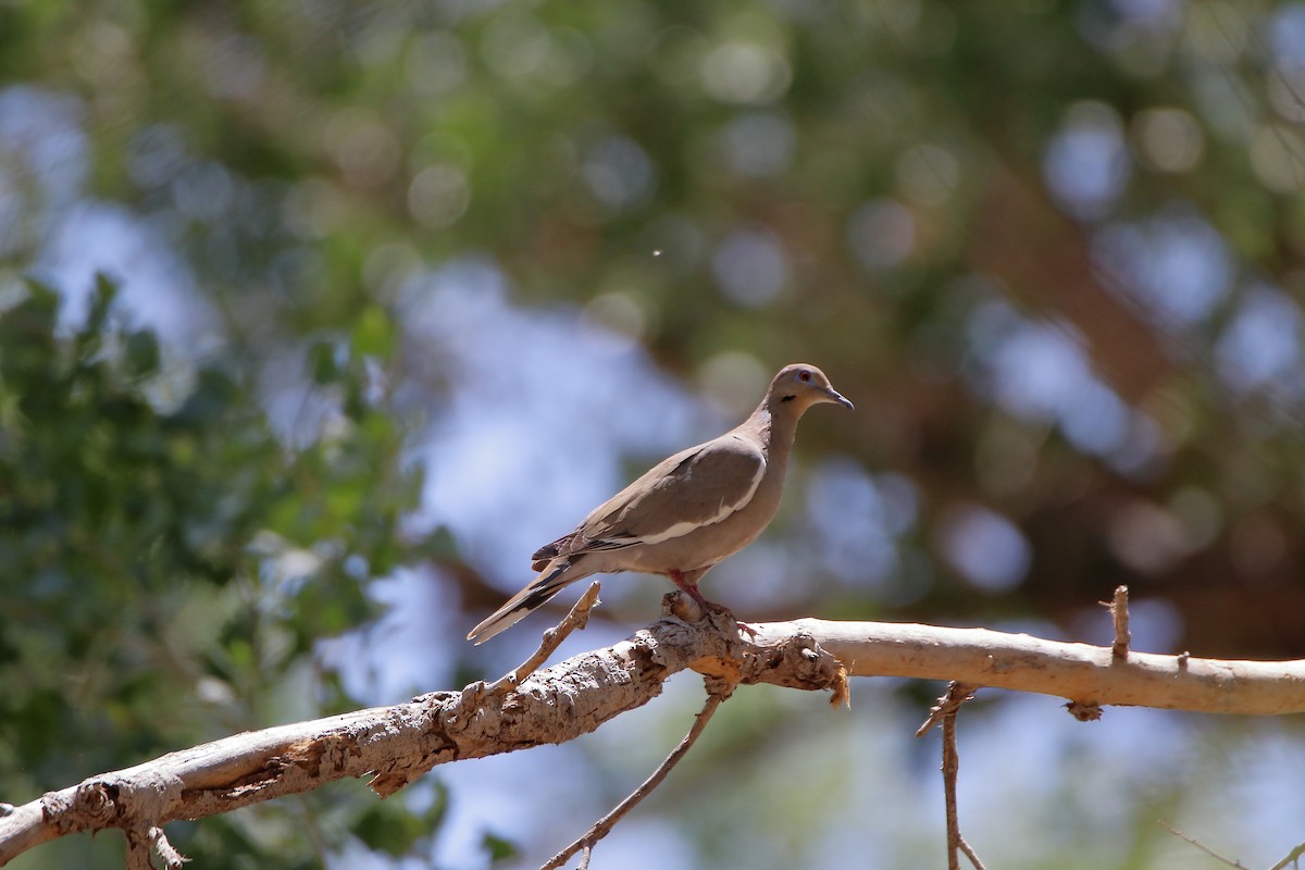 White-winged Dove - ML609254606