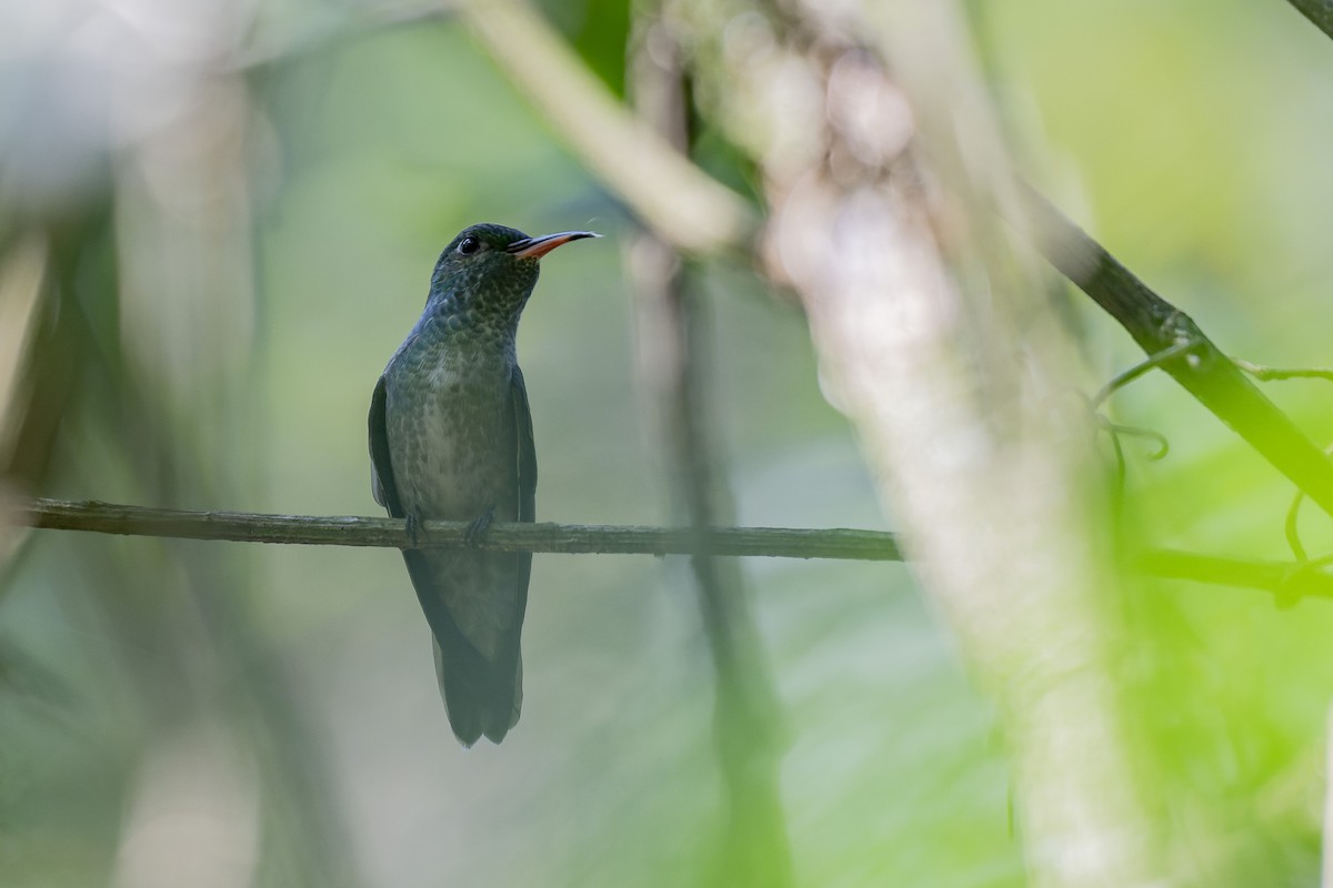 Amazilia Versicolor - ML609254611