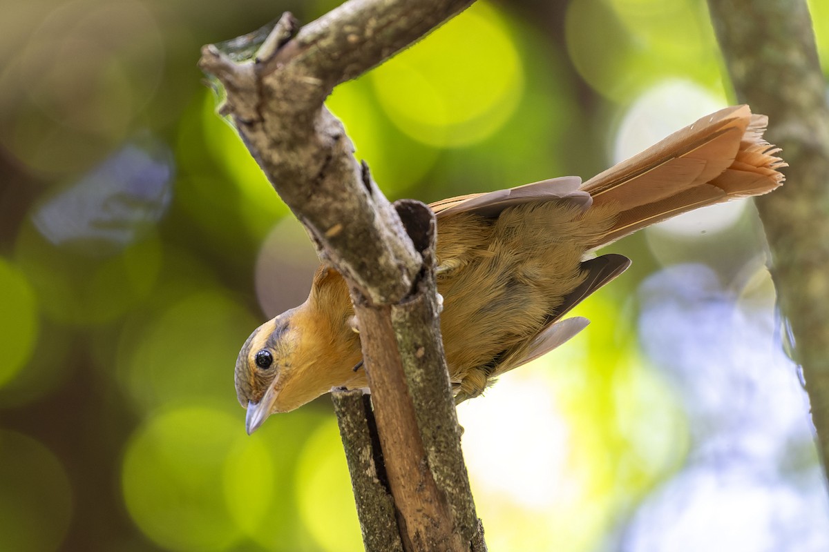 Ochre-breasted Foliage-gleaner - ML609254662