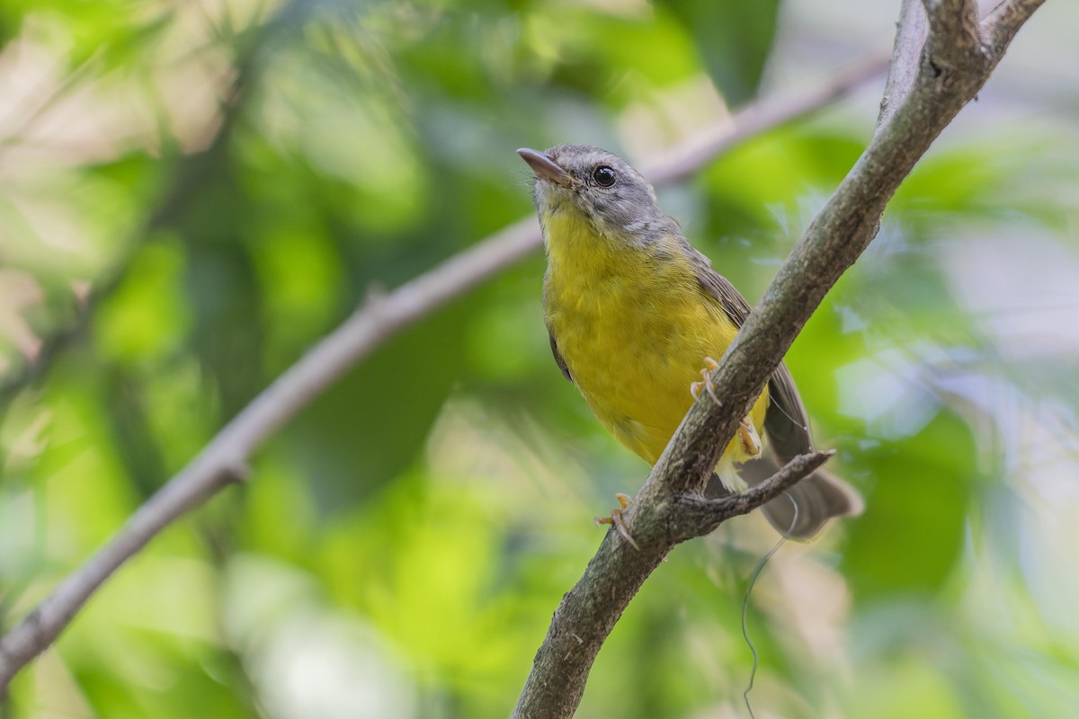 Golden-crowned Warbler - ML609254671