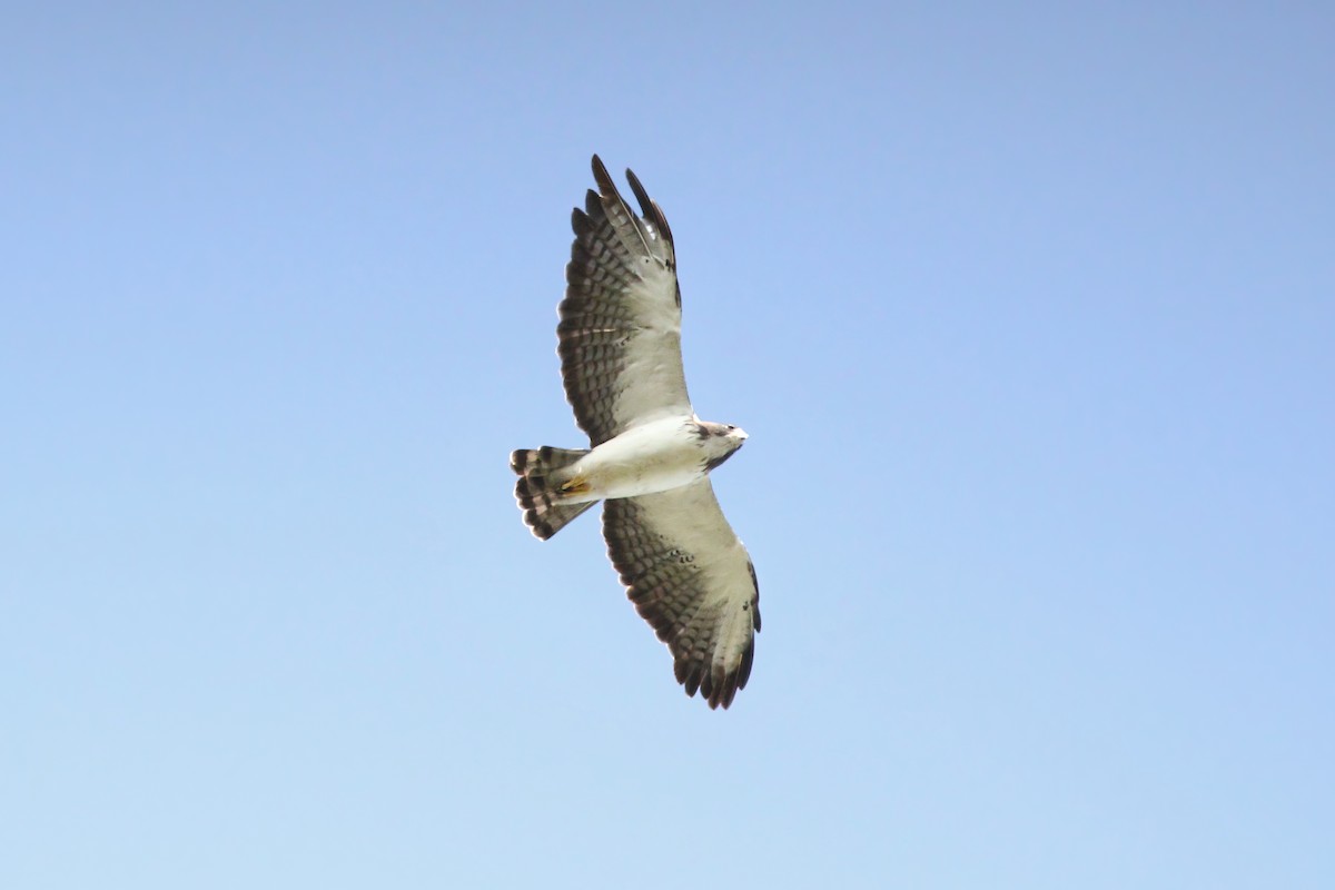 Short-tailed Hawk - ML609254750