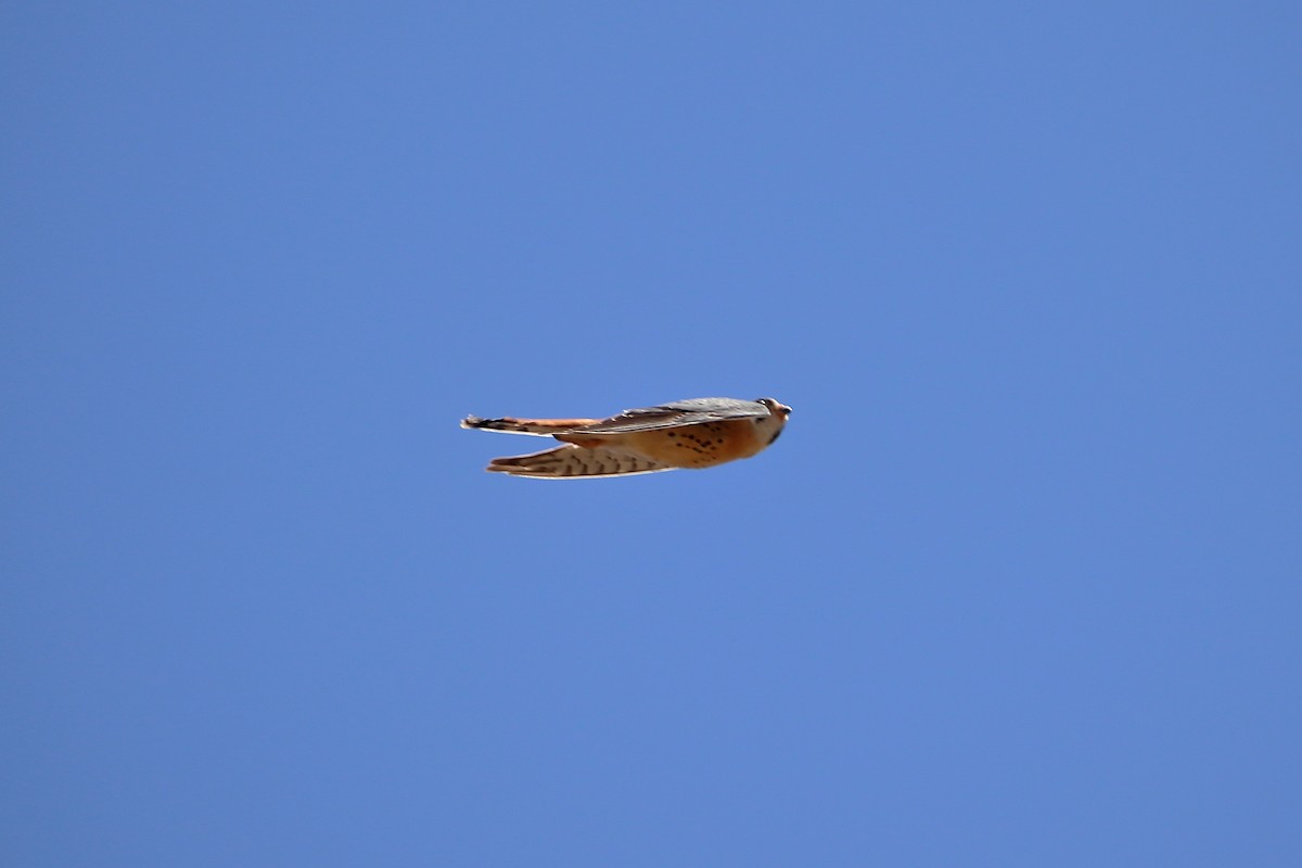 American Kestrel - ML609254759