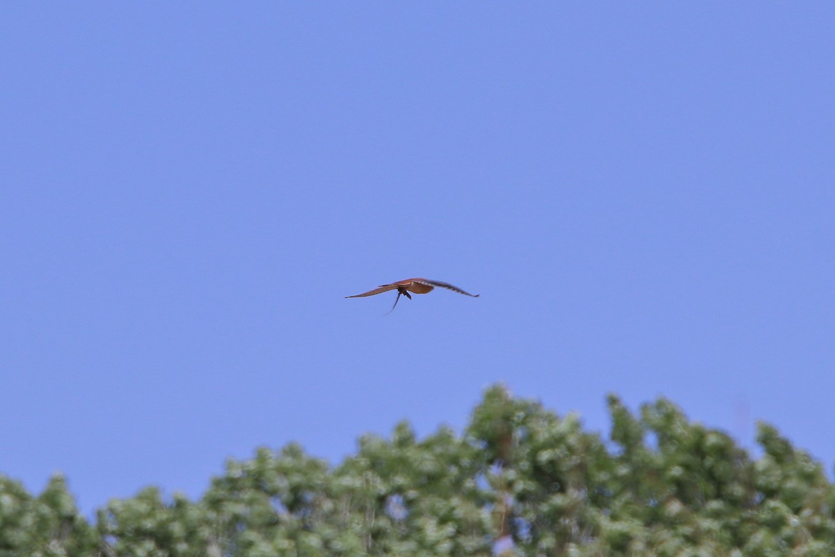 American Kestrel - ML609254770