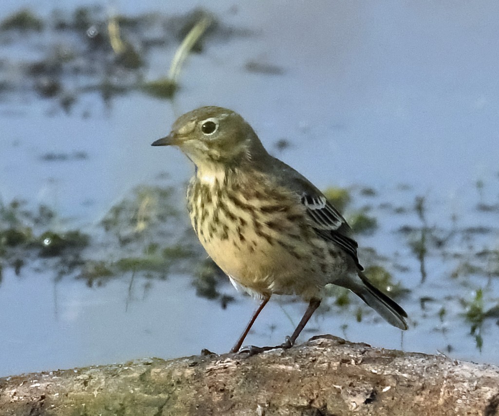 American Pipit - Tess  Nelkie