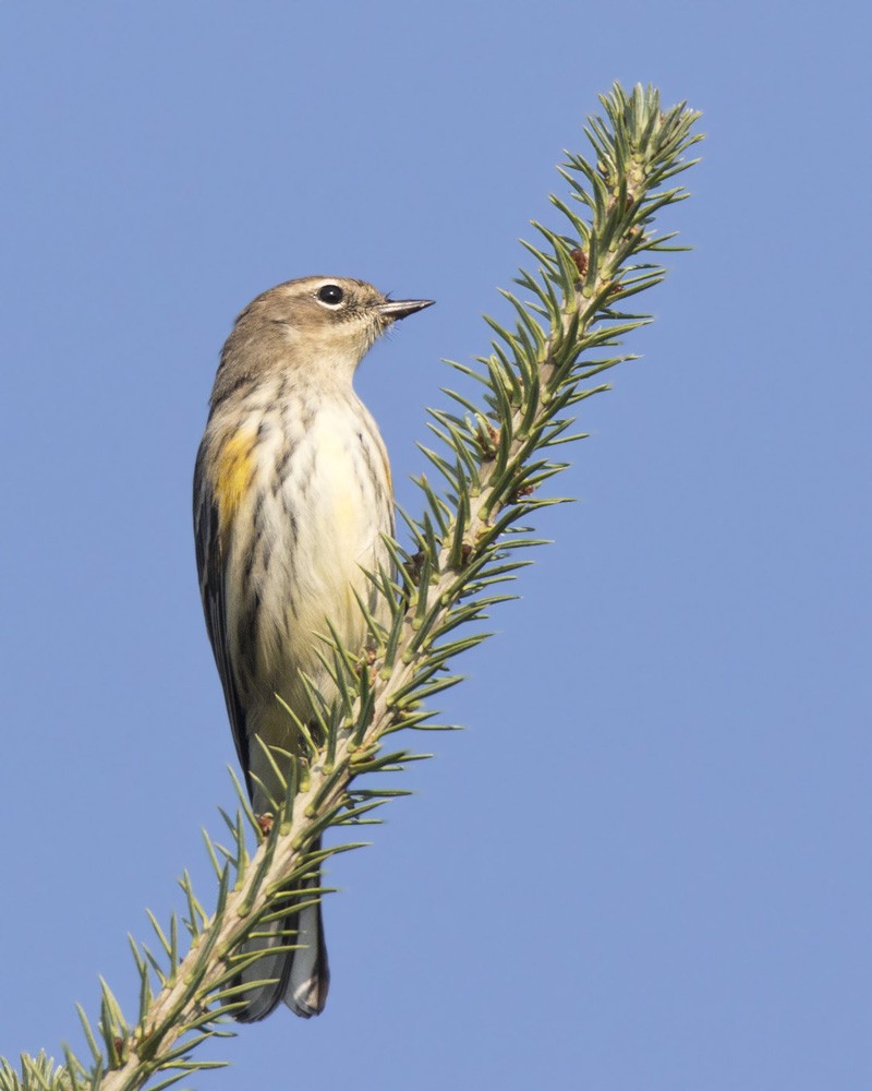 Yellow-rumped Warbler - ML609254803