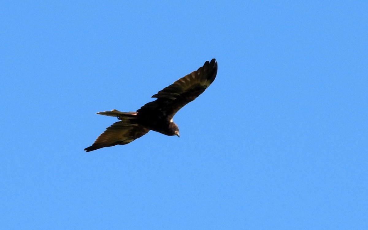 Western Marsh Harrier - ML609254805