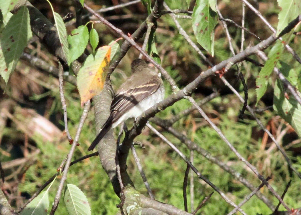 tanımsız Passeriformes sp. - ML609254892