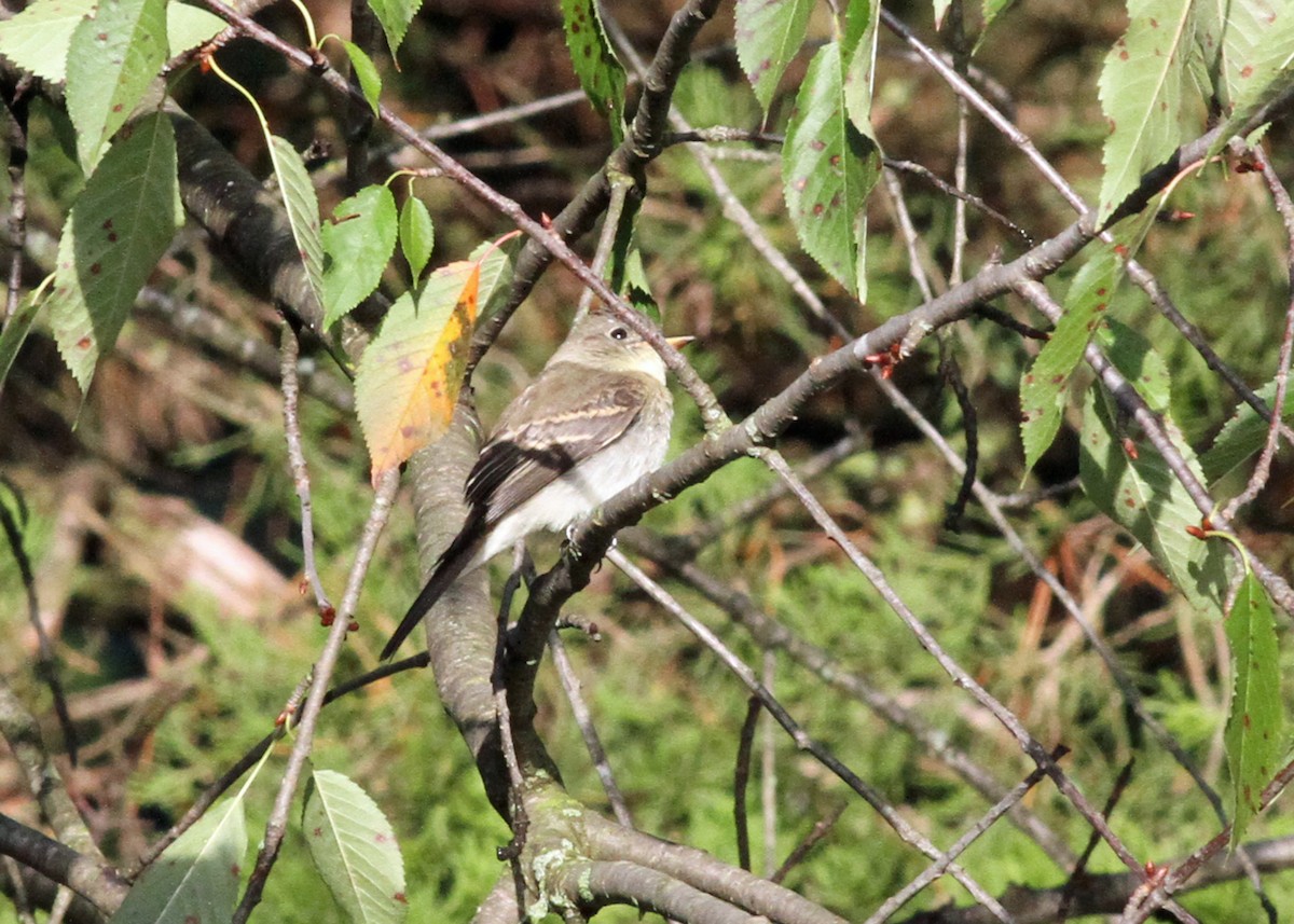 Sperlingsvogel, unbestimmt - ML609254893