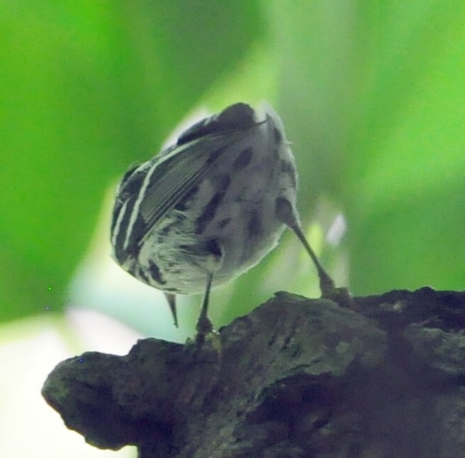 Black-and-white Warbler - ML609254905