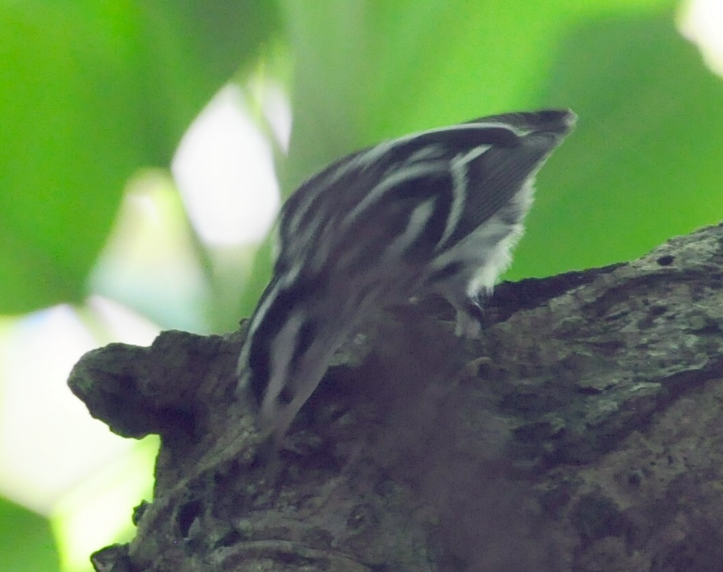 Black-and-white Warbler - ML609254907