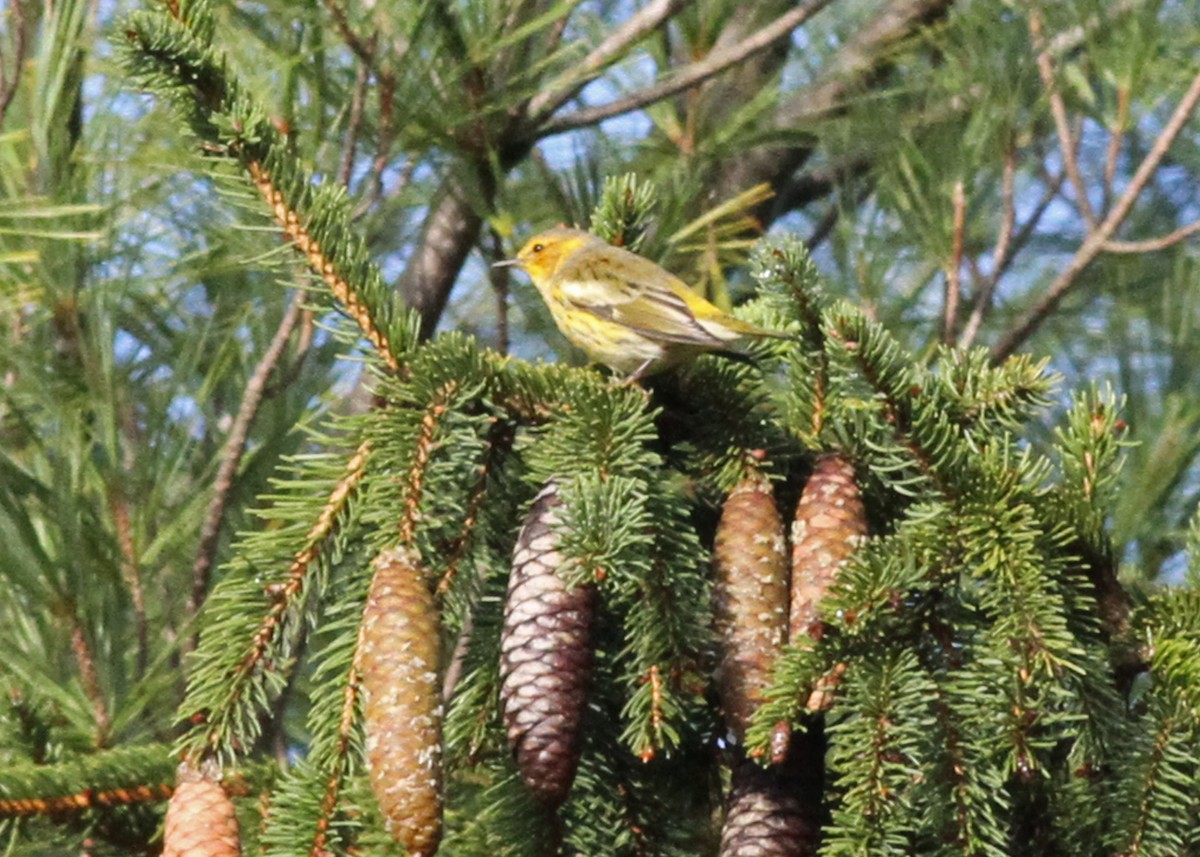 Cape May Warbler - ML609254954