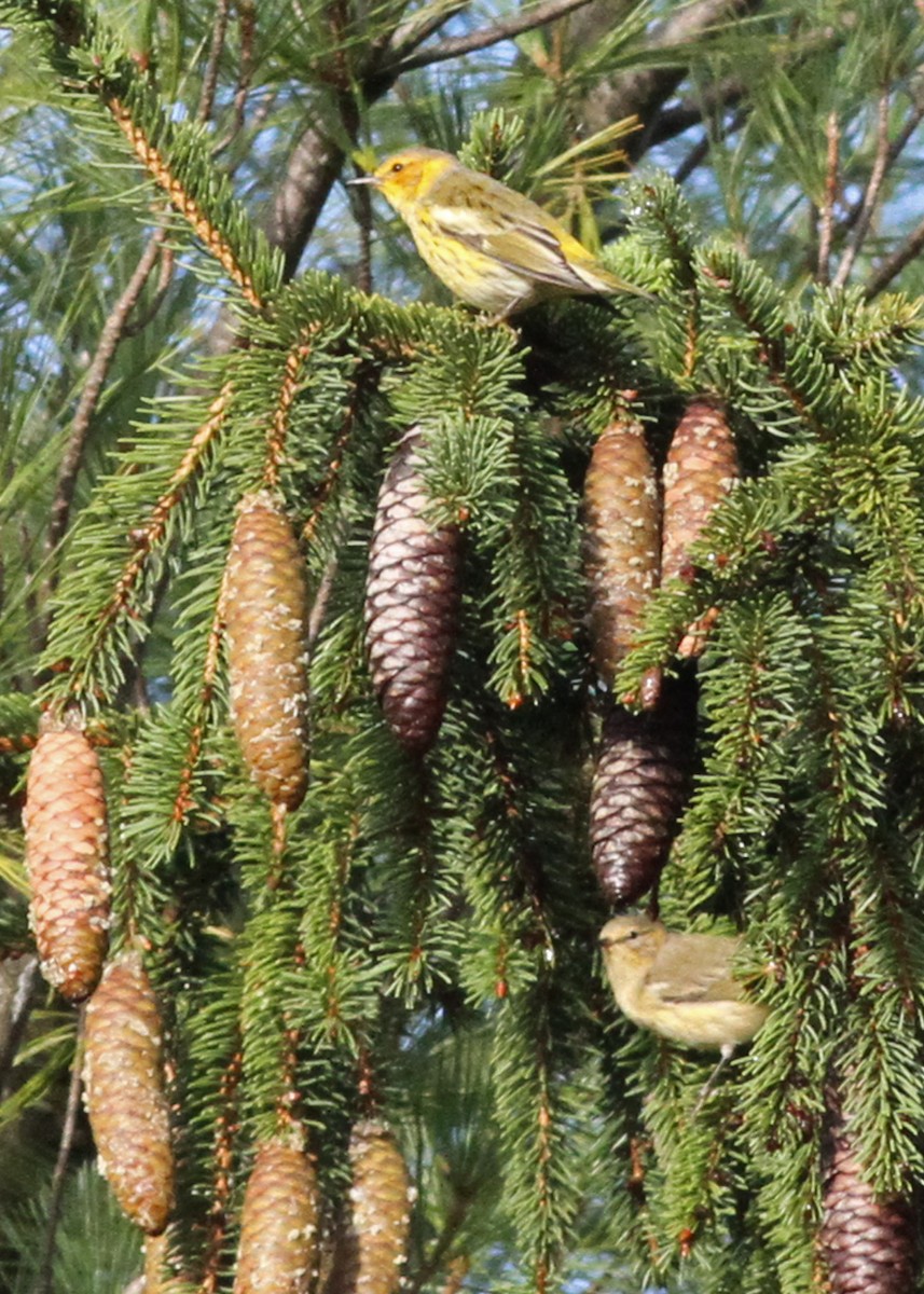 Cape May Warbler - ML609254955