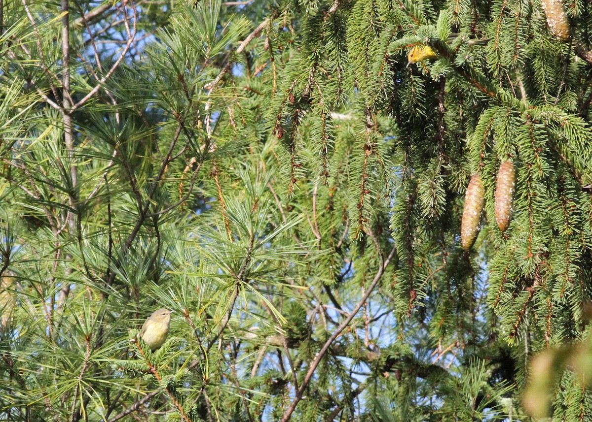 Cape May Warbler - ML609254956