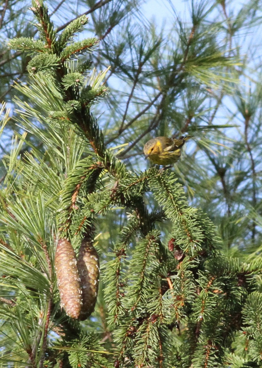 Cape May Warbler - ML609254982