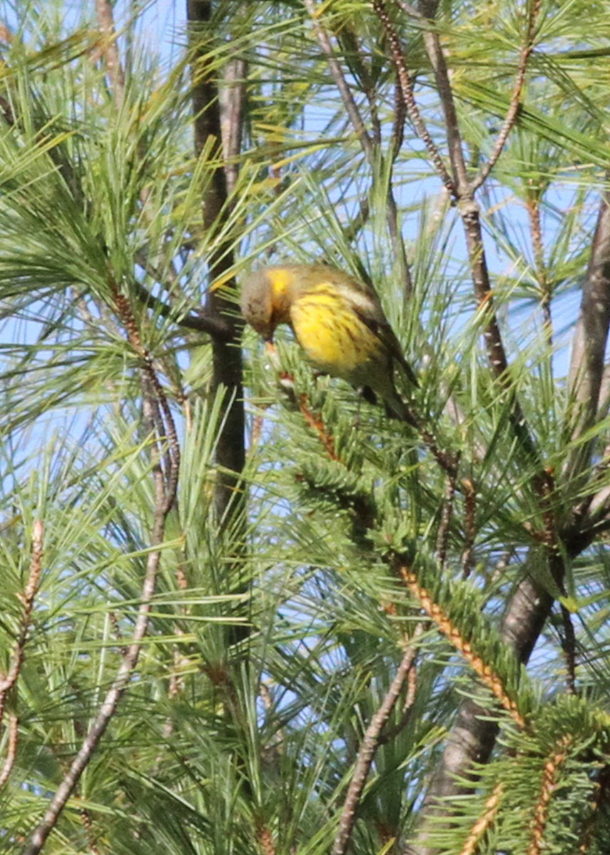 Cape May Warbler - ML609254983