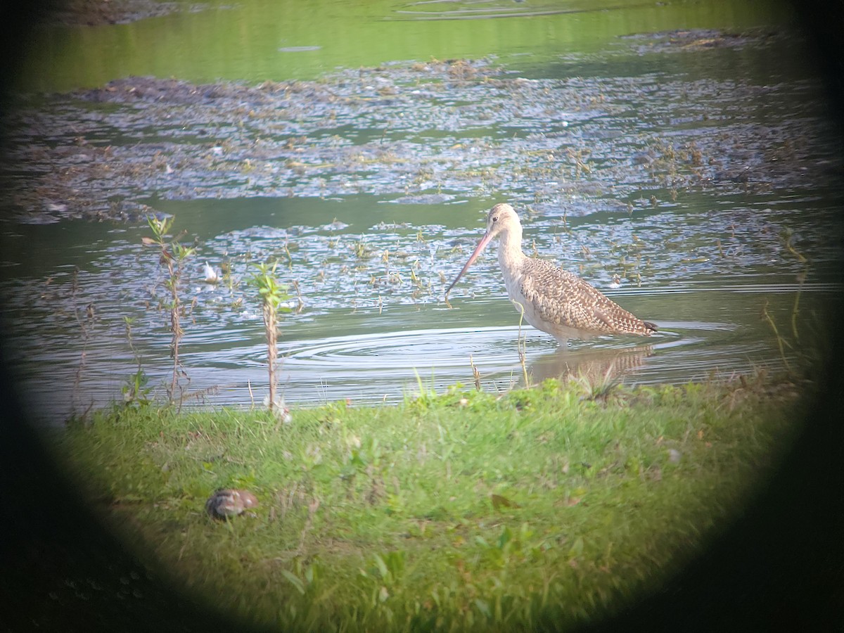 Marbled Godwit - ML609255006