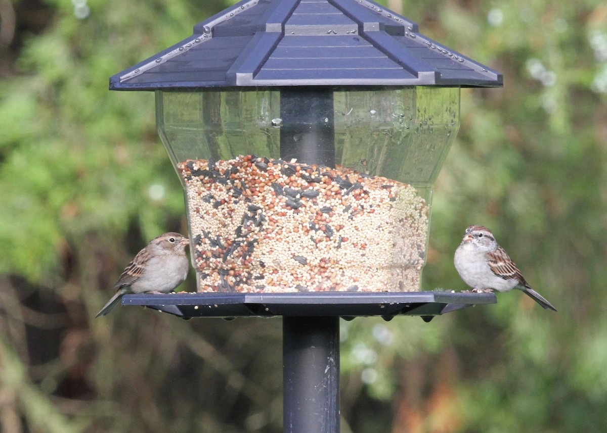 Chipping Sparrow - ML609255017