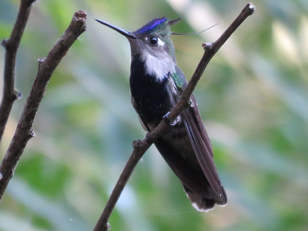 kolibřík paraguayský - ML609255025